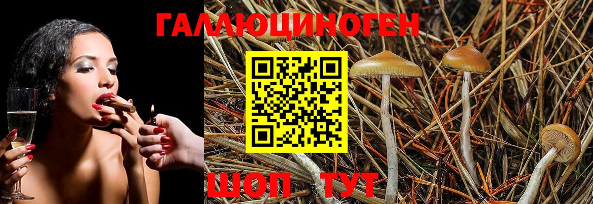 Галлюциногенные грибы Psilocybine cubensis  продажа наркотиков  Избербаш  Вход с VPN 